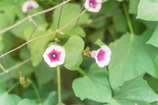 Blooming sweet potato flower near metal trellises at organic backyard garden near Dallas, Texas, America. Blooming light purple sweetpotato on vines at vertical garden