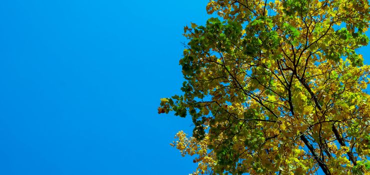 Autumn view of maple leaves against a blue sky. Autumn trees and clear blue sky.