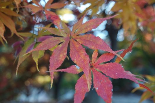 Closeup view of colorful vibrant leaves in fall season during autumn. Ivy in autumn with red and green leaves hanging from trees with twigs and branches