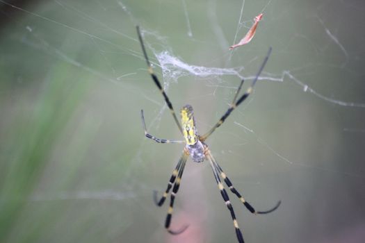 Closeup view with selective focus on a giant Spider and spider webs with blurred green jungle background