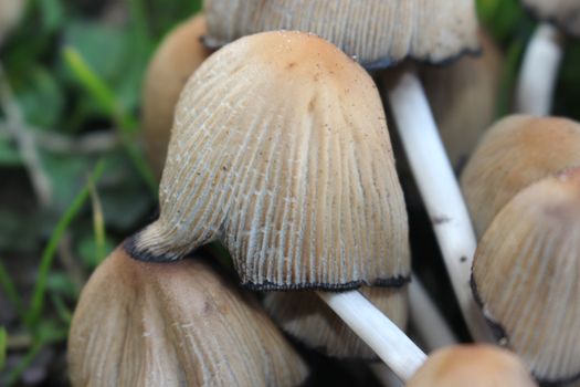 Mushroom boletus edilus. Popular white Boletus mushrooms in forest. Close up beautiful bunch of mushrooms in the grass background texture.