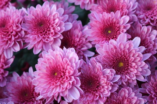 High Angle View Of Pink Flowering Plants called purple Chrysanthemums. Floral background of autumn purple chrysanthemums.