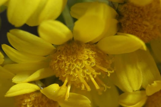 Close-up and macro photo with selective focus of marigold (calendula) flowers. Yellow daisy flowers of calendula arvensis.