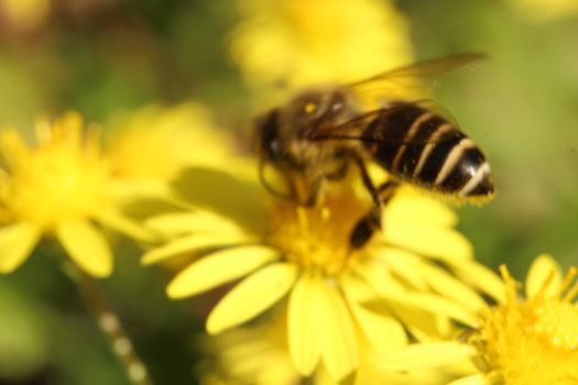 Hoverfly on yellow Calendula arvensis, daisy, field marigold. Hoverfly Eristalis on Calendula marigold plant macro view.