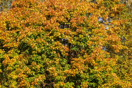 autumn maple tree under day light full frame background.