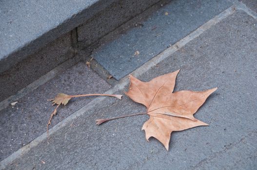 Fallen brown dried maple leaf on a stone floor