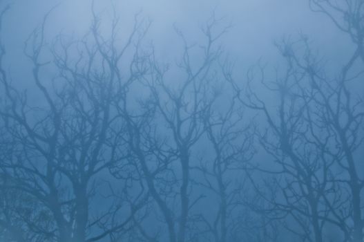 Mysterious blue scene of dried tree branches in misty morning