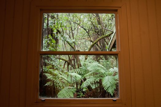Window look out in fern jungle in Winter