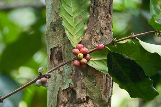 Bali organic red coffee plant tree