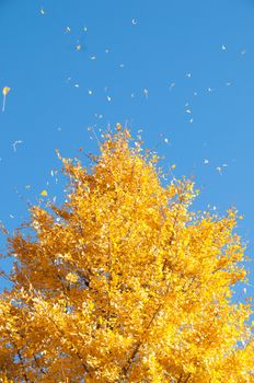 Golden yellow ginkgo tree with blue sky in Tokyo Japan