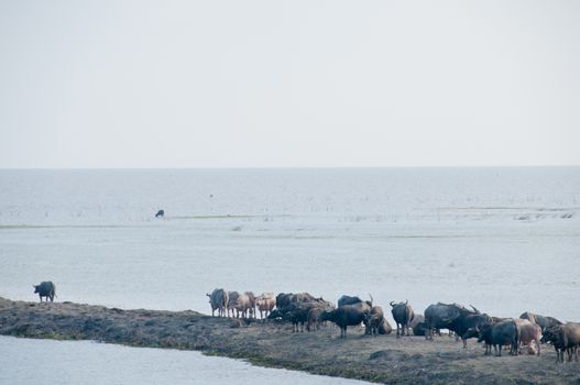 Herd of water buffalo in Southern Thailand