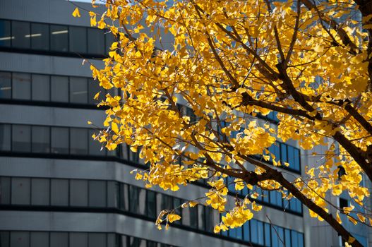 Yellow golden ginkgo in mid winter in Tokyo city in Japan