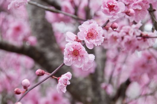 Beautiful full bloom cherry blossom pink sakura tree