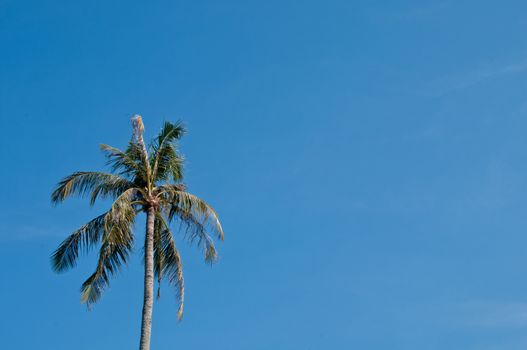 Coconut palm beach tree with blue sky in windy day