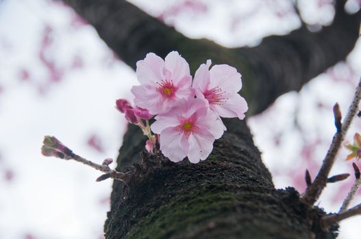 Cute little pink Sakura Cherry blossom flowers in Tokyo Japan Spring season