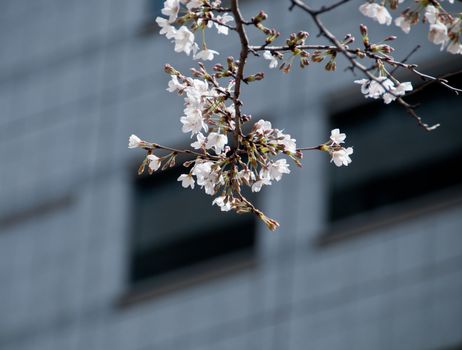 White Cherry blossom sakura tree with blur office background