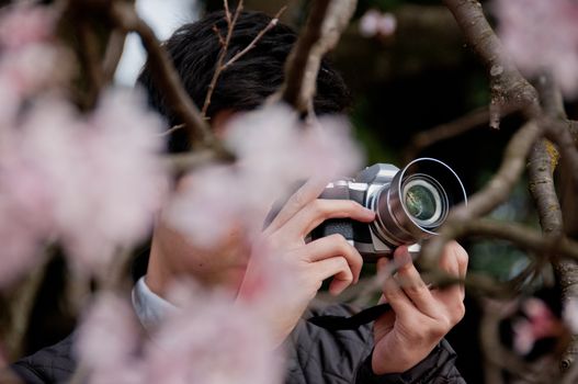 Photographer with beautiful full bloom pink cherry blossom sakura flowers