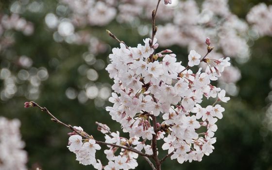 Beautiful full bloom white cherry blossom sakura flowers