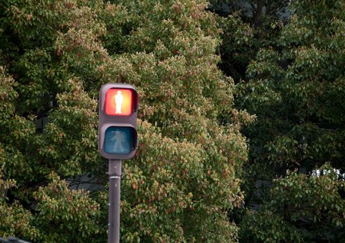 Stop red light traffic sign in a forest