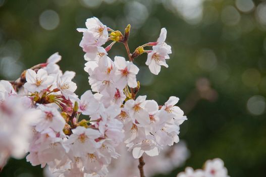 Beautiful full bloom white cherry blossom sakura flowers