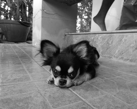 Cute little black chihuahua puppy sit on a floor in black and white