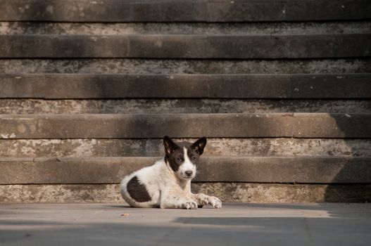 White dog with black face laying down and curious