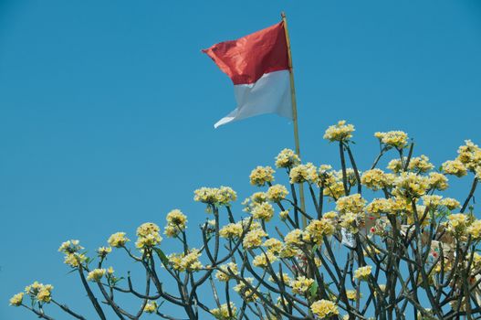 Indonesian national flag flying on yellow flowers tree and blue sky