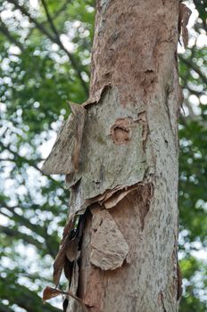 Rotten wooden bark trunk europaea