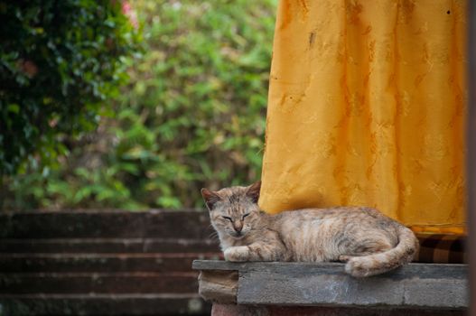 Short hair brown cute little sleeping cat