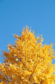 Golden yellow ginkgo tree with blue sky in Tokyo Japan