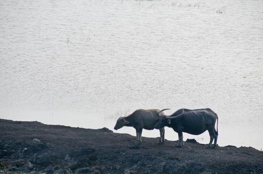 Two water buffalos in Southern Thailand
