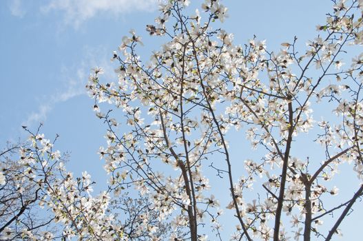 Beautiful full bloom cherry blossom sakura tree with blue bright sky