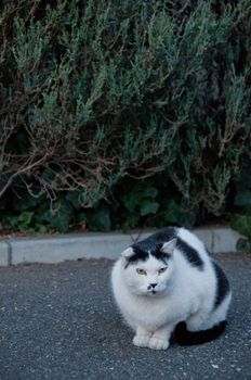 Big white black fat cat sitting on a floor