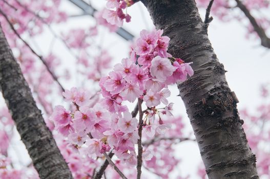 Beautiful full bloom pink cherry blossom sakura flowers