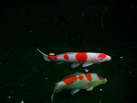 Japanese bright orange red carp fish in sacred pond