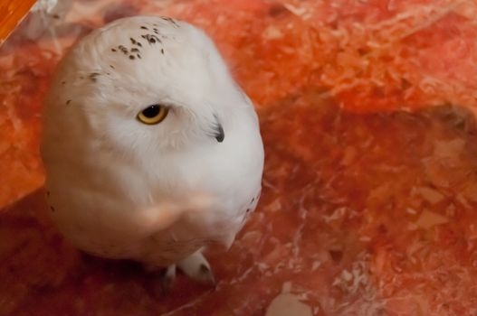 Cute Showy white scandiaca Syberian owl