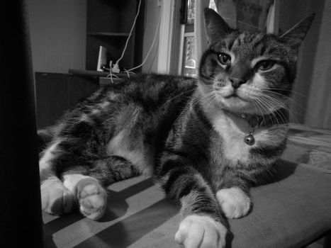 Cute calm mysterious cat in black and white