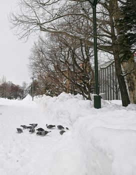 Group of pigion standing together in Sapporo central park in Winter Japan