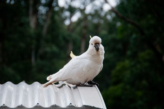Beautiful white big cockatoo bird on metal roof