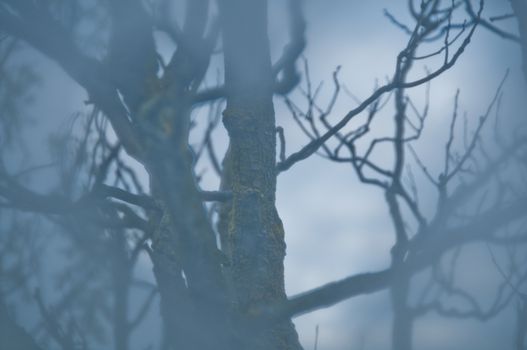 Mysterious blue scene of dried tree branches in misty morning