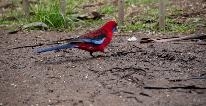 Big bright red macaw parrot bird on a floor