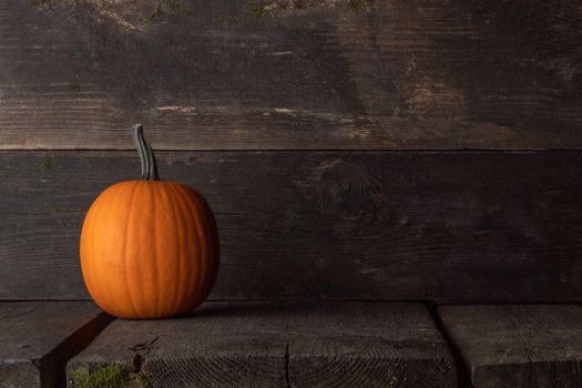 One pumpkin ready to be carved on a dark wooden background with copy space for text