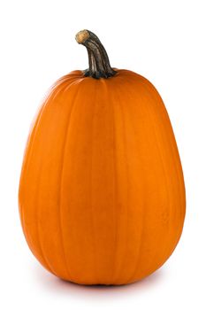 One tall orange pumpkin closeup isolated on white background
