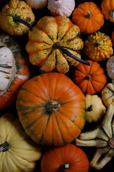 Assortiment of autumn harvested pumpkins , background , Halloween holiday concept