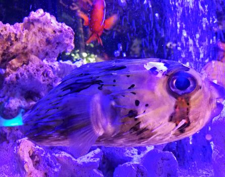 Blow porcupine fish floating in a fish tank