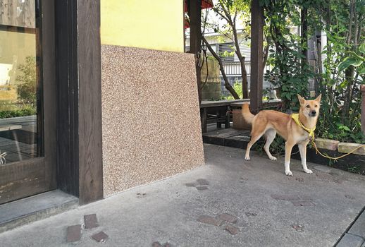 Young brown shiba inu Japanese dog standing