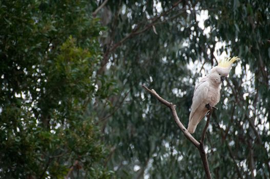 Beautiful white big cockatoo bird on tree branch