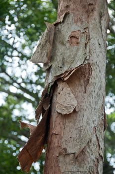 Rotten wooden bark trunk europaea