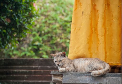 Short hair brown cute little sleeping cat looking down