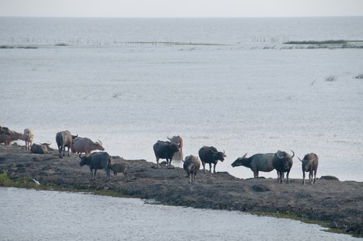 Herd of water buffalo in Southern Thailand